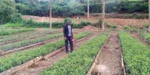 Project Demonstration Tree Nursery Bed