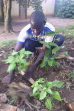 Youth Economic empowerment through Habanero Projec