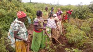 Agriculture Field of cassava