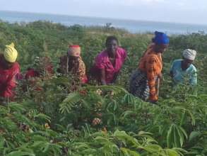Widows in the field's Cassava