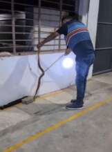 Rescuing Russell's viper from Ernamkulamdistrict