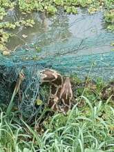 Indian rock python trapped in a fish net