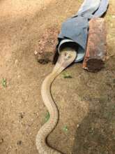 Rescued spectacled cobra