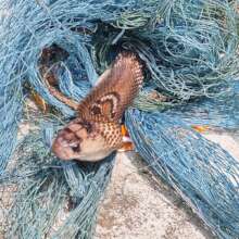 "Tangled Spectacled Cobra"