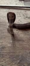 Indian-spectacled cobra in residential area