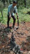 Rescuing python