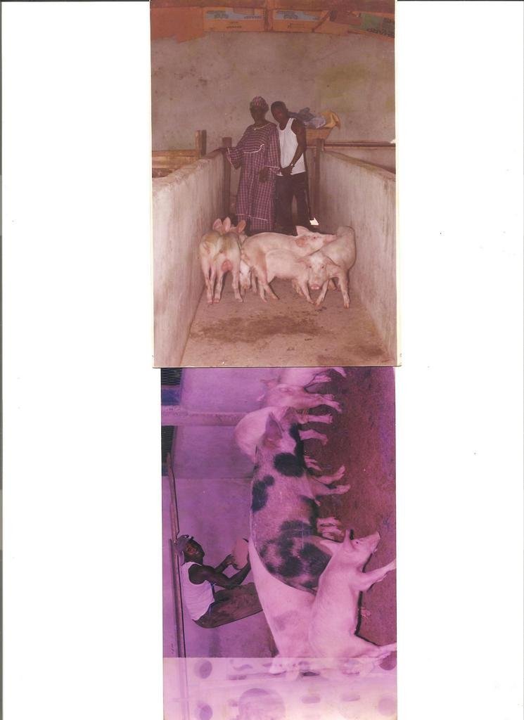 Rehabilitation of Livestock