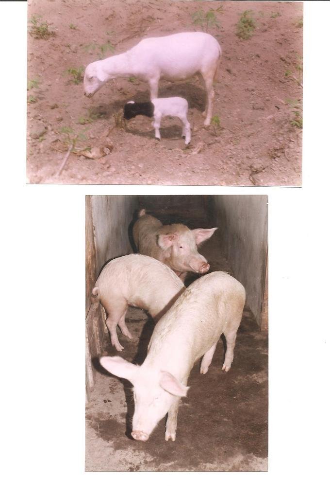 Rehabilitation of Livestock