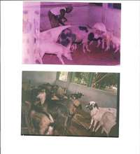 Livestock Rehabilitation