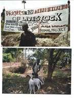 Taking care of livestock