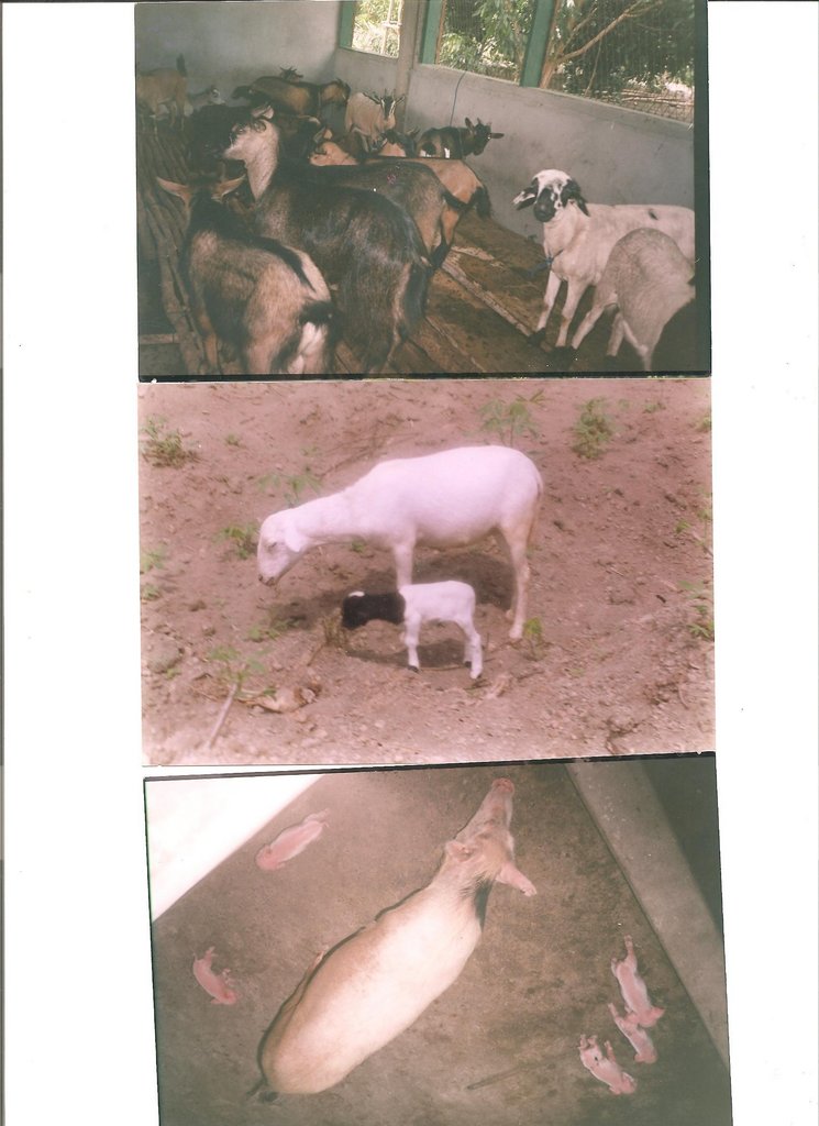 Rehabilitation of Livestock