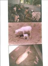 Rehabilitation of Livestock