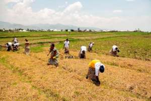 Women of rice growing self help group.