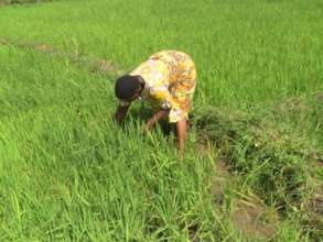Self help member in rice field.