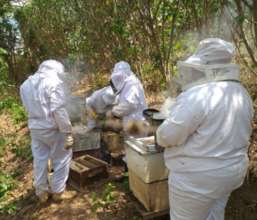Tipitapa Bee keeping projects