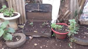 Cedro Galan gardening projects