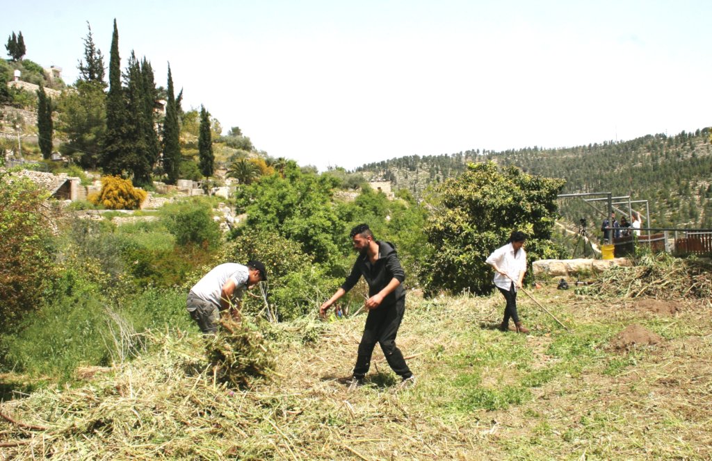 Preparing an olive grove near Bethlehem 1