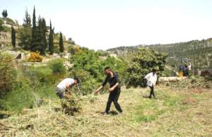 Preparing an olive grove near Bethlehem 1
