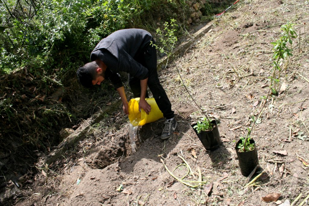 Preparing an olive grove near Bethlehem