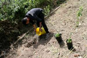 Preparing an olive grove near Bethlehem