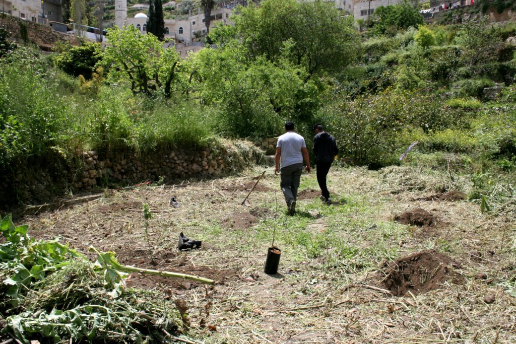 Preparing an olive grove near Bethlehem 4