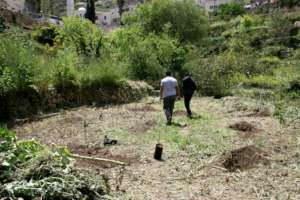 Preparing an olive grove near Bethlehem 4