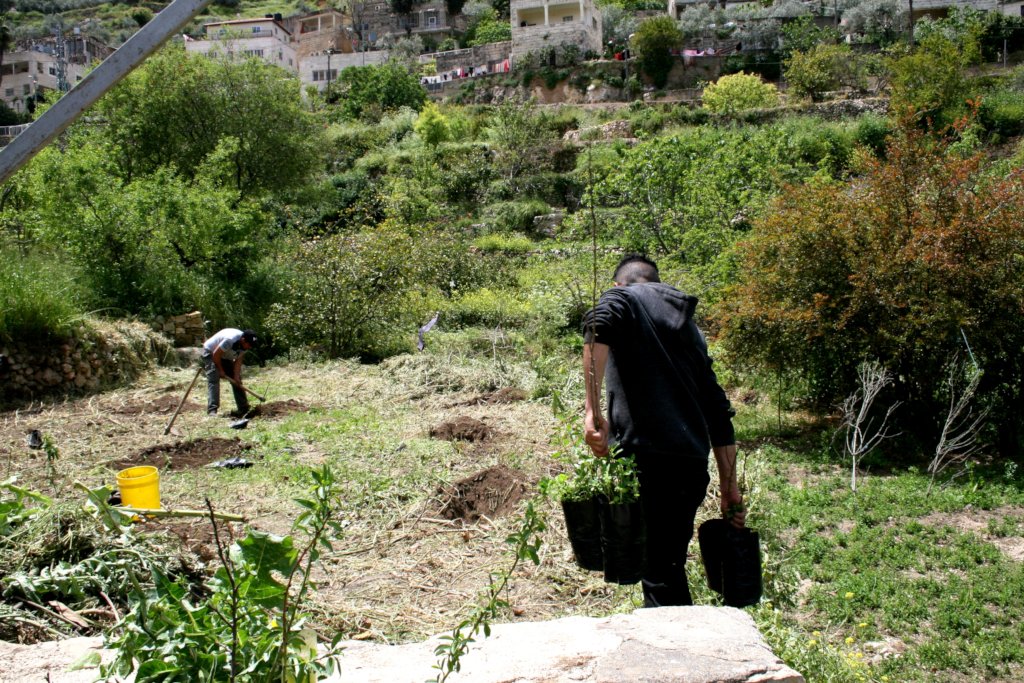 Preparing an olive grove near Bethlehem 3