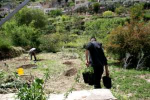 Preparing an olive grove near Bethlehem 3