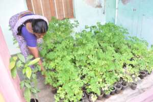 Nursery Garden set up by a women