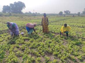 Raw materials plucked from the farm