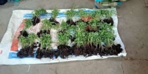 Tomato saplings distributed among the women
