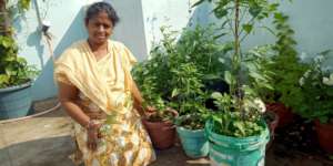 growing tomatoes to be canned