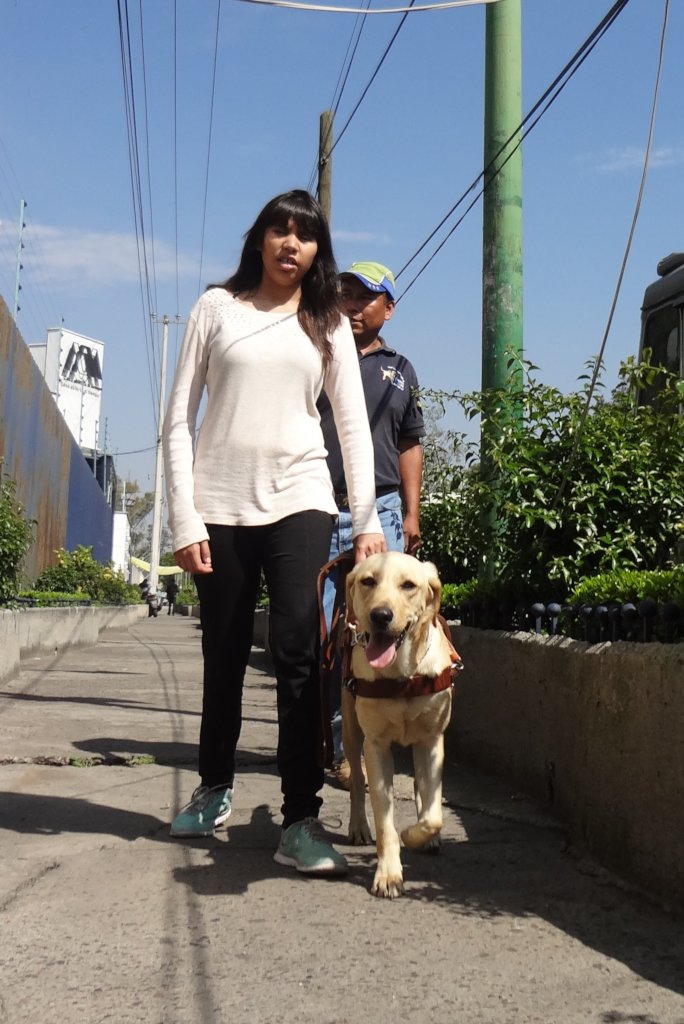 Centro de reproduccion para futuros Perros Guia