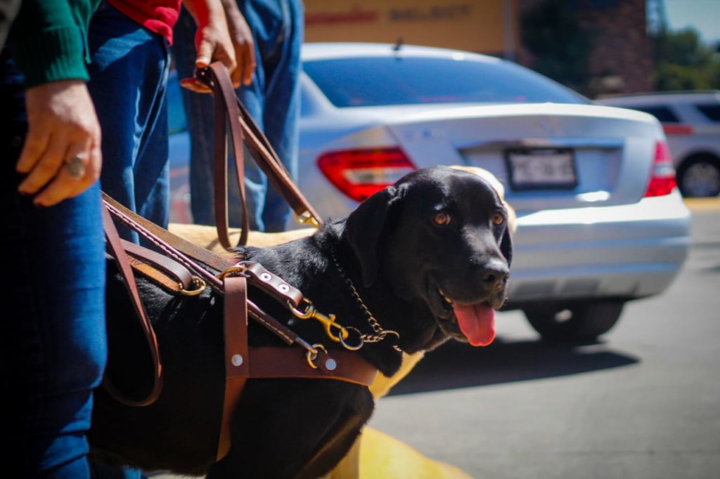 Centro de reproduccion para futuros Perros Guia