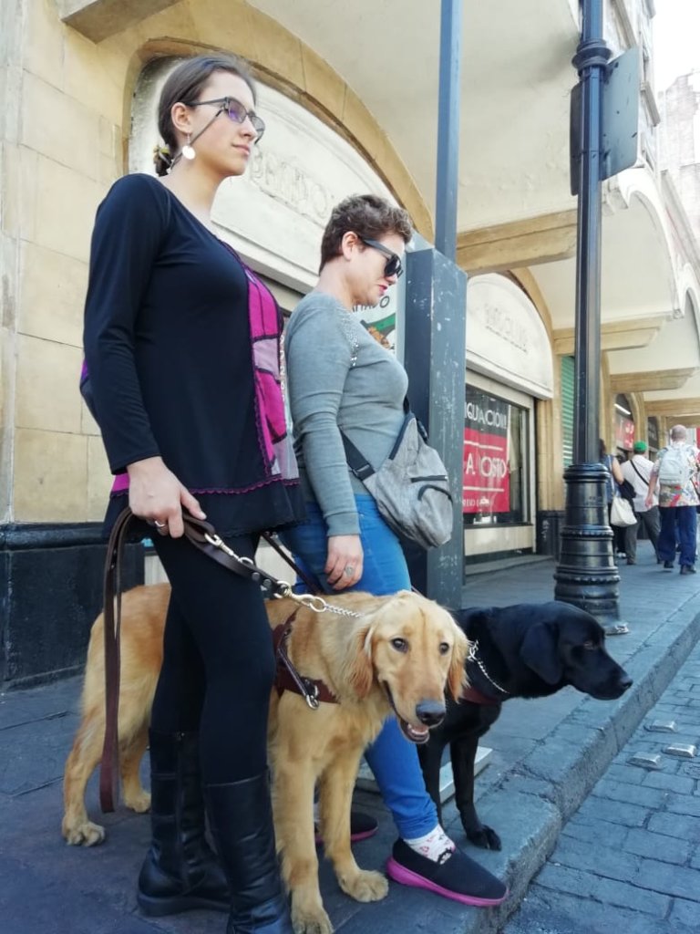 Centro de reproduccion para futuros Perros Guia