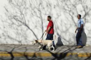 Training in the handling of the guide dog.