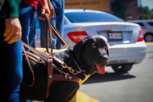 Guide dog in adaptation with its user.