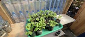 The seedlings are growing!