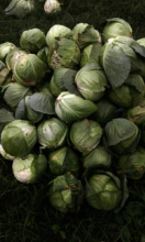 Cabbages grown by the women in Kashija
