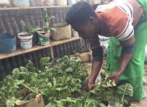 Harvesting Nutritious Food at the Greenhouse