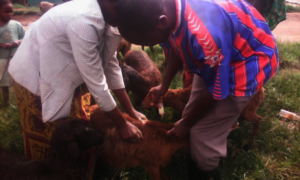 Teaching women to deworm their sheep in Rushaga