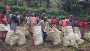 The Potato Harvest