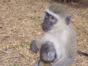 Monkeys keep eating the trees