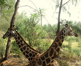 Giraffe continue to eat the trees as they step over the fences
