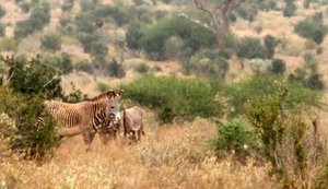 Tracking Grevy's Zebra requires patience