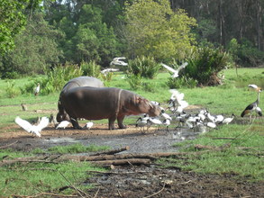 Hippos are dying at alarming rates