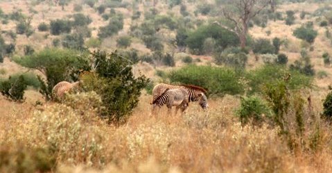 Save Endangered Zebras and Help Wild Dogs in Kenya