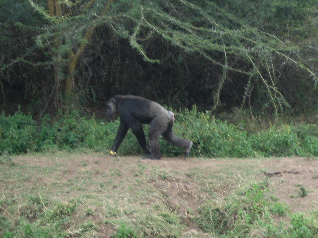 Save Endangered Zebras and Help Wild Dogs in Kenya