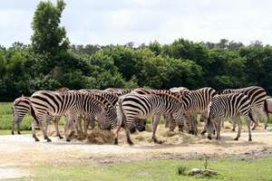 Less than 2,000 Grevy's Zebra remain in the wild!