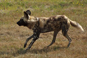 There are only 2,000-5,000 African Wild Dogs left